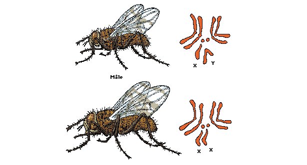 Хромосомы мухи. Кариотип мухи дрозофилы. Муха дрозофила хромосомы. Хромосомы мушки дрозофилы. Кариотип мушки дрозофилы.